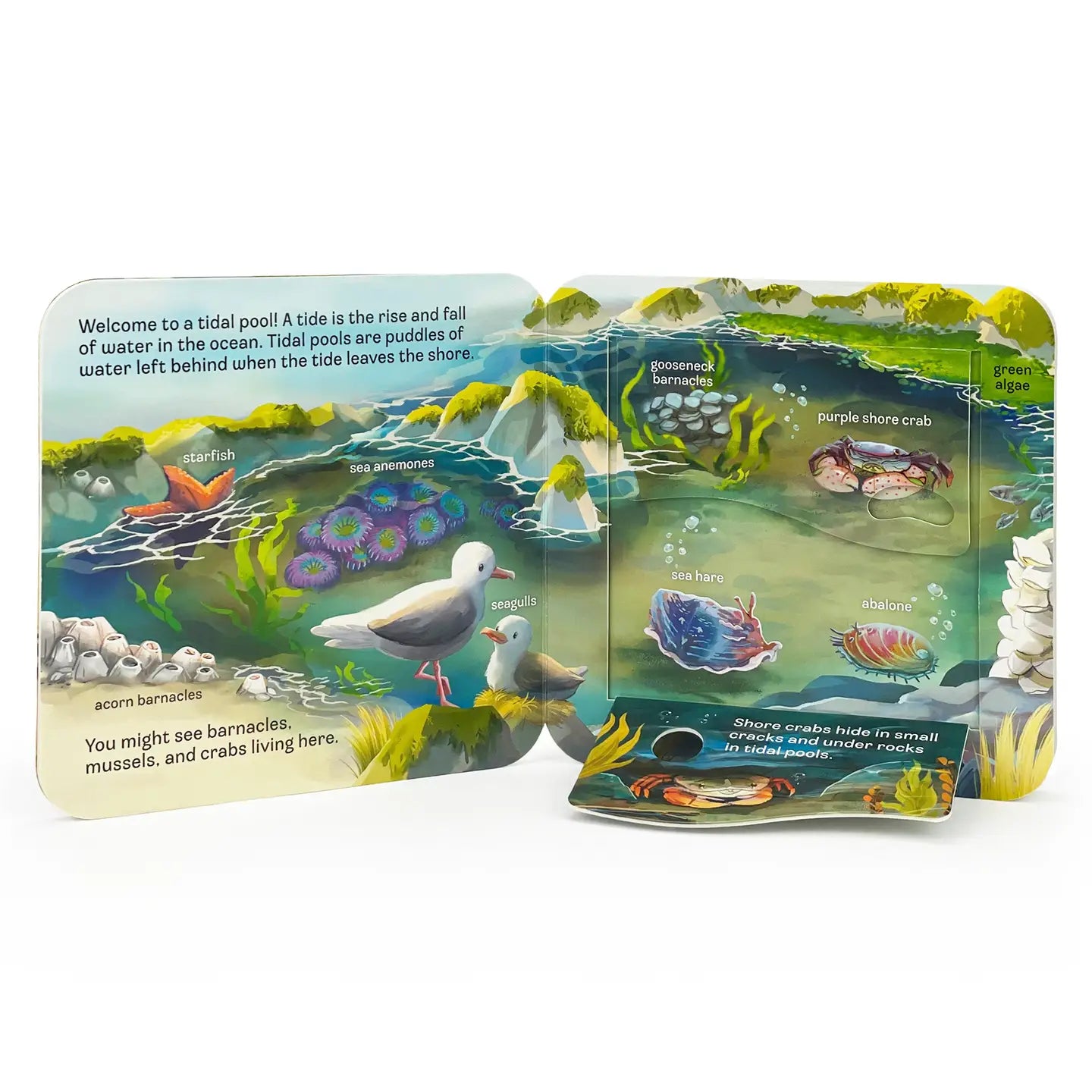 Lift A Flap Book: Ocean