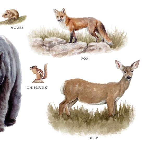 Our Big Book Of Animals